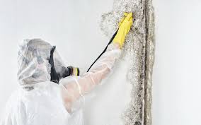 Mold Removal for HVAC Installations in Pine Lawn, MO